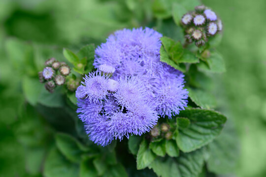 Floss Flower Blue Danube