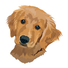 Puppy of a golden labrador retriever. Dog portrait. Vector illustration