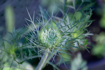 Queen Anne's Lace / Wild Carrot (Daucus carota) flower about to bloom