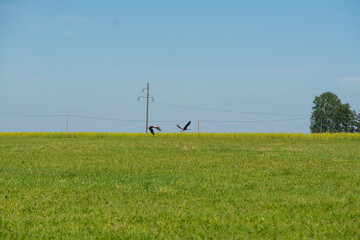 Fototapeta na wymiar crane flies over a green field with electricity poles. Beautiful landscape with birds under the blue sky.