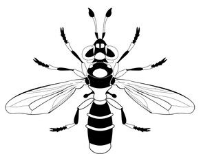 Original art insect illustration. Black and white insect image for design