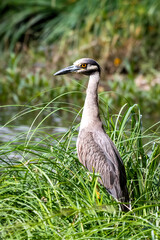 yellow crowned night heron