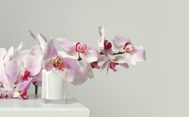 Pink phalaenopsis orchid flower in white bowl on gray interior. Minimalist still life. Light and shadow nature horizontal long background. - obrazy, fototapety, plakaty
