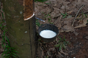 close up of a tree in a garden