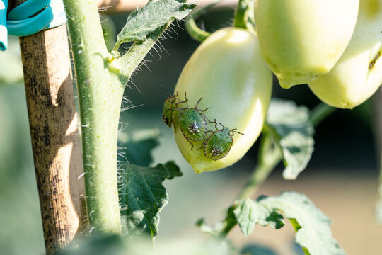 Bedbugs on a tomato. Cimex species causes serious damage on the tomato cultivations.