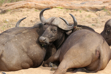 Obraz premium African Buffalo, Kruger National Park, South Africa