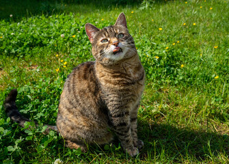 Cat portrait outdoors in spring