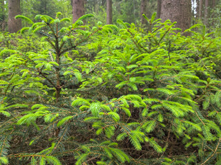 Baby pine trees in forest