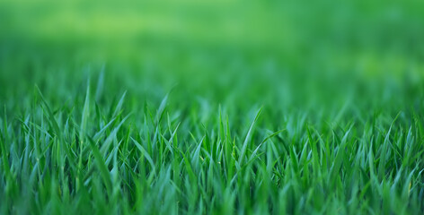 Field of rye, panoramic, great background for text.
