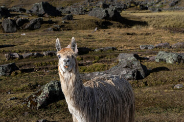 Alpacas en la montaña o nevado del Ausangate en Cusco Perú, By Yuri Ugarte Cespedes