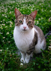 Naklejka na ściany i meble Cat portrait outdoors in spring