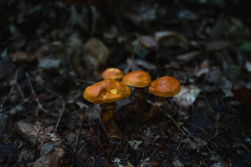 Yellow mushroom in forest