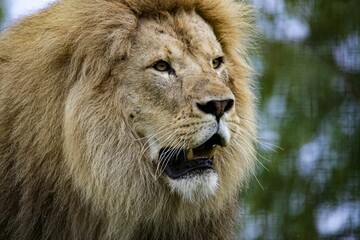 Closeup of a big beautiful lion looking away with an open mouth