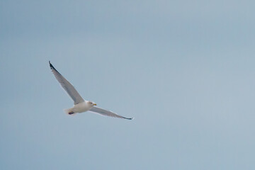 Seagull over rough sea 5