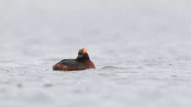 Slavonian Grebe, Horned grebe auritus swimming on Lake Myvatn