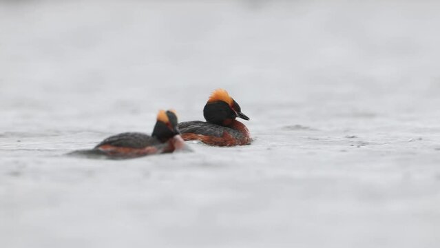 Slavonian Grebe, Horned grebe auritus pair swimming on Lake Myvatn