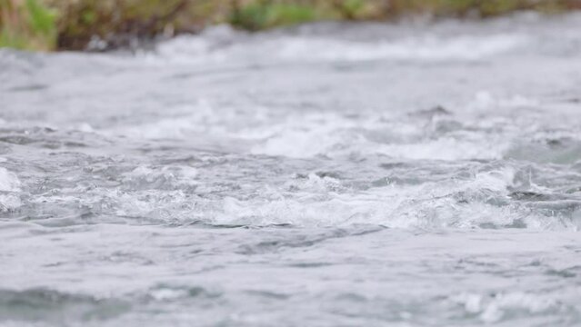 Histrionicus histrionicus. Harlequin Ducks swimming in Laxa river in Iceland