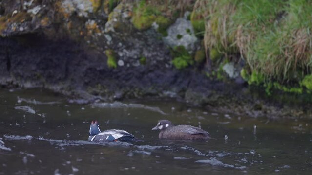 Histrionicus histrionicus. Harlequin Ducks swimming in Laxa river in Iceland