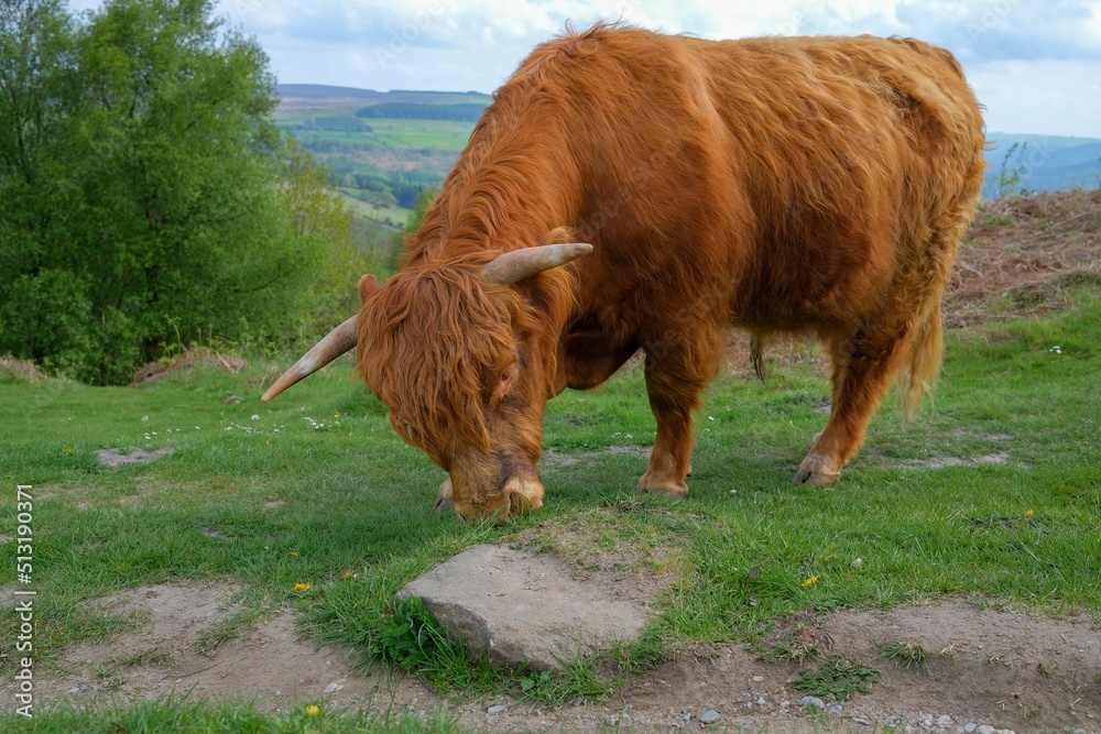 Poster male scottish highland cattle