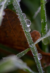 Frozen droplets and dew on grass