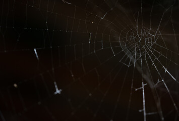Naklejka na ściany i meble Spider web against black background