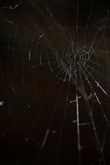 Spider web against black background