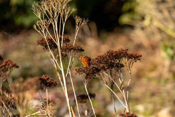 Butterfly on dried weeds