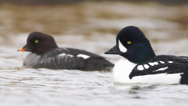 A pair of barrows goldeneye Bucephala islandica courtshiping. Male and female on River Laxa in Iceland