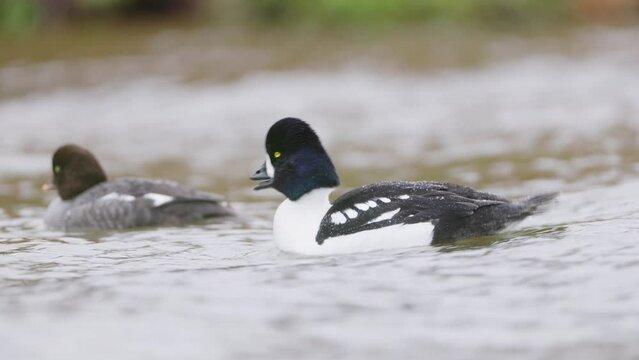 A pair of barrows goldeneye Bucephala islandica courtshiping. Male and female on River Laxa in Iceland
