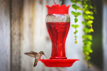 Hummingbird Drinking Bright Red Nectar in a Feeder