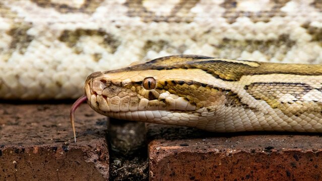 Large Burmese Python