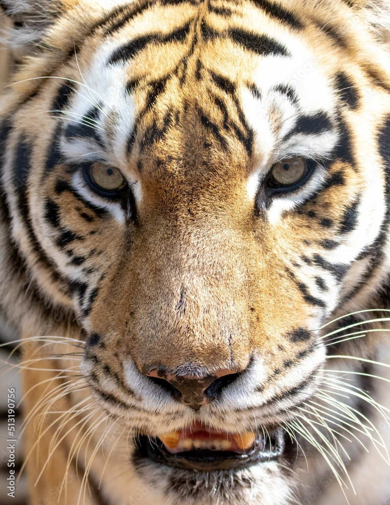 Poster a Large Siberian Tiger