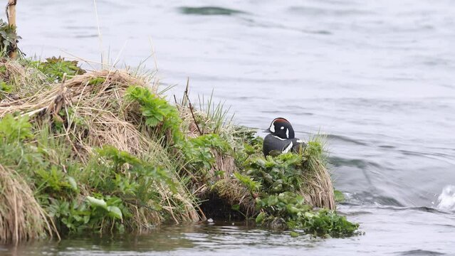 Histrionicus histrionicus. Harlequin Ducks swimming in Laxa river in Iceland