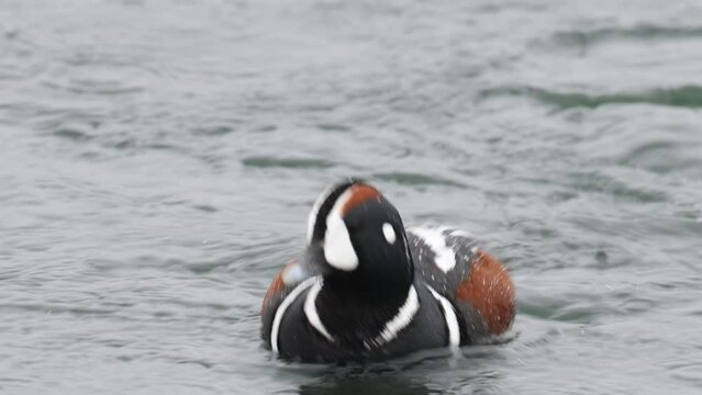 Histrionicus histrionicus. Harlequin Ducks swimming in Laxa river in Iceland