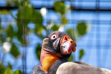 Colorful King Vulture