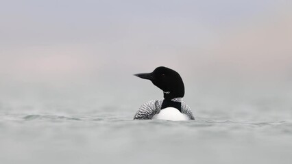Great Northern Diver Gavia immer swimming. Common loon on lake Myvatn in Iceland close up