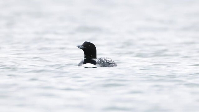Great Northern Diver Gavia immer swimming. Common loon on lake Myvatn in Iceland close up