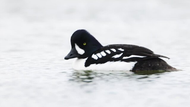 Male Barrows Goldeneye swimming. Bucephala islandica on Laxa river in Northern Iceland