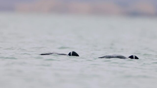 Great Northern Diver Gavia immer swimming. Common loon on lake Myvatn in Iceland close up