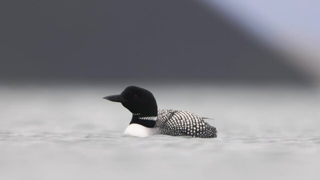 Great Northern Diver Gavia immer swimming. Common loon on lake Myvatn in Iceland close up