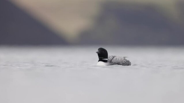Great Northern Diver Gavia immer swimming. Common loon on lake Myvatn in Iceland close up
