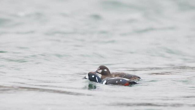 Histrionicus histrionicus. Harlequin Ducks swimming in Laxa river in Iceland