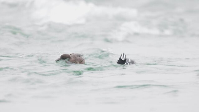Histrionicus histrionicus. Harlequin Ducks swimming in Laxa river in Iceland