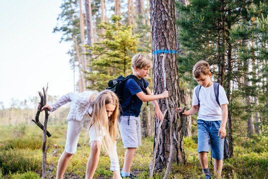 Three children collecting wood building camp in summer vacations. Friends gathering sticks at forest. Two brothers and sister at nature. Family in picnic.