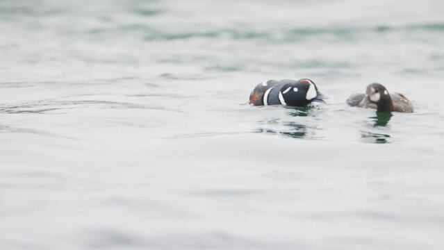 Histrionicus histrionicus. Harlequin Ducks swimming in Laxa river in Iceland