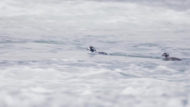 Histrionicus histrionicus. Harlequin Ducks swimming in Laxa river in Iceland