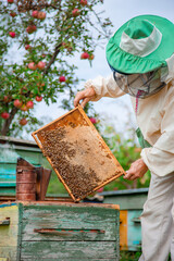 Beekeeper holds frame with honeycombs over hive, cares for bees, veterinary care and treatment of...