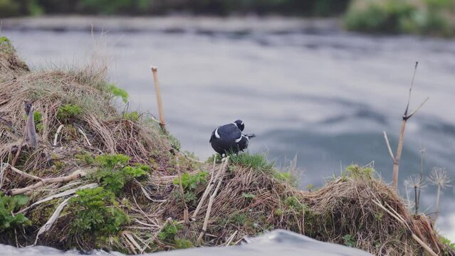 Histrionicus histrionicus. Harlequin Ducks swimming in Laxa river in Iceland