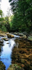 Obraz premium stream in the forest