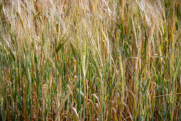 Campo de flores, plantas silvestres y amapolas	